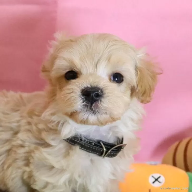 ID：2411-01706の子犬