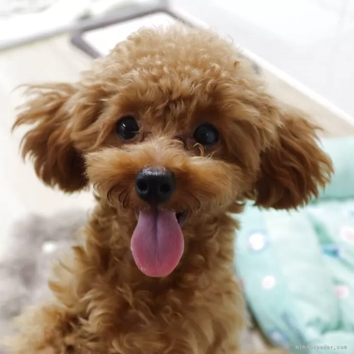 トイプードル(トイ)【山梨県・女の子・2025年4月12日・レッド】の写真1