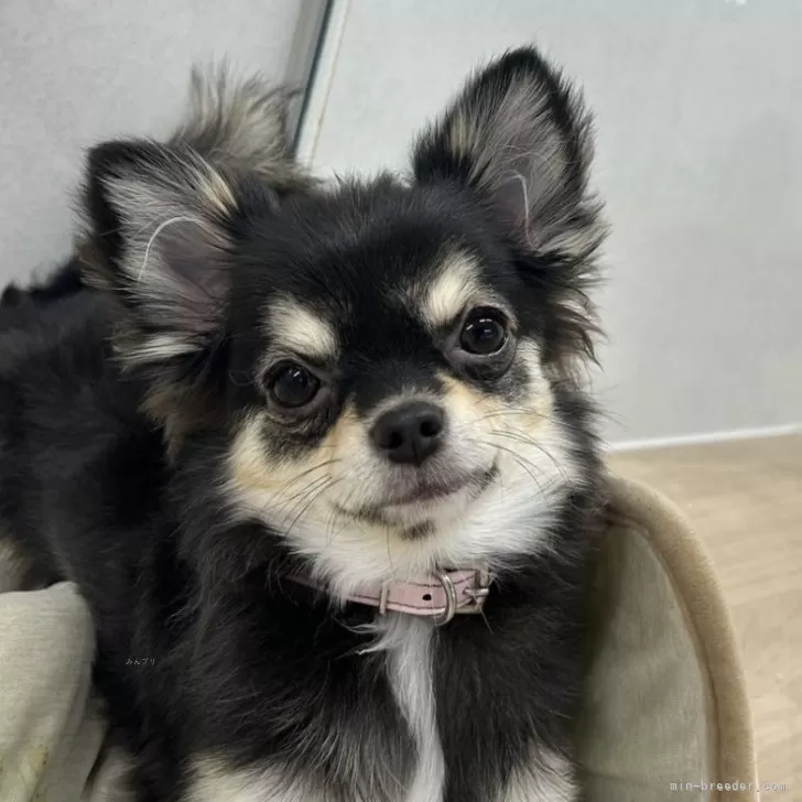 チワワ(ロング)【山梨県・女の子・2024年4月25日・ブラックタン&amp;ホワイト】の写真1