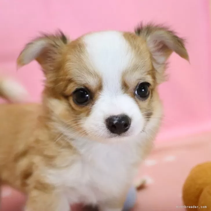 ID:2505-06426の子犬