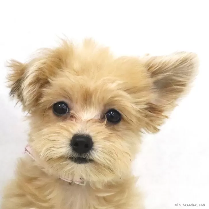 ID：2407-08426の子犬