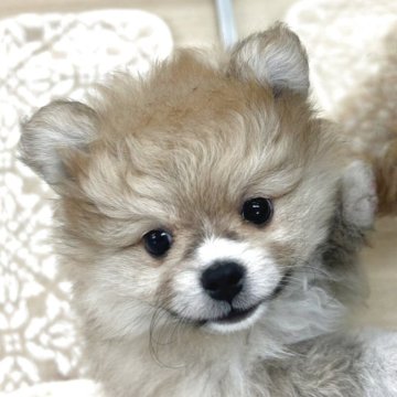 ポメラニアン【山梨県・女の子・2025年9月5日・クリームセーブル】の写真「ムチムチボディで好奇心いっぱい」