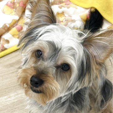 ヨークシャーテリア【山梨県・男の子・2024年6月3日・スティールブルータン】の写真「ムチムチボディで好奇心いっぱい」