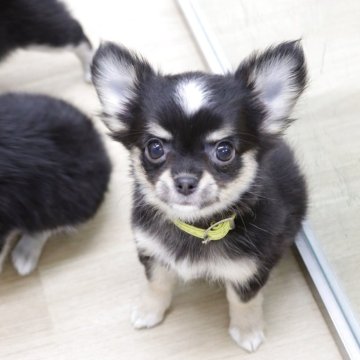 チワワ(ロング)【山梨県・女の子・2025年7月15日・ブラックタン&ホワイト】の写真「お顔がとっても可愛いです♡目がくりくり」