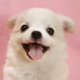チワワ(ロング)