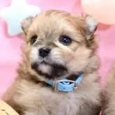 ポメラニアン