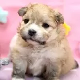 ポメラニアン