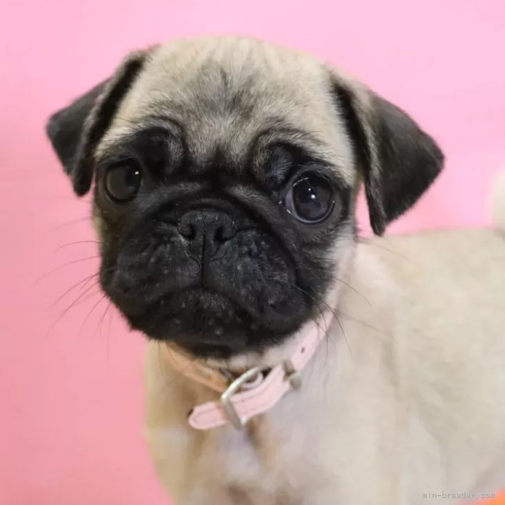 ID:2407-02561の子犬