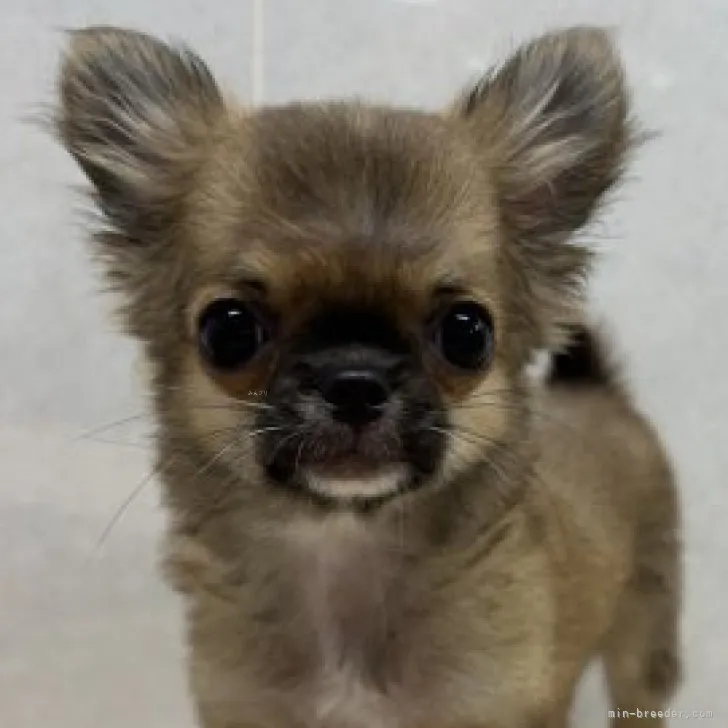 ID:2306-05497の子犬