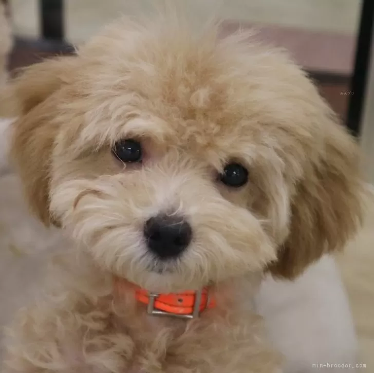 ID：2312-05309の子犬