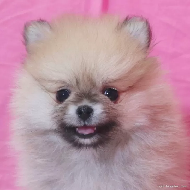 ID：2401-05724の子犬