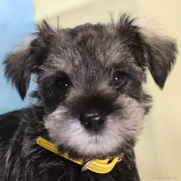 ID：2410-05405の子犬