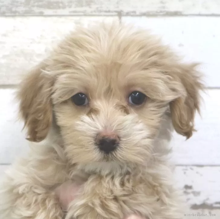 ID：2404-02560の子犬