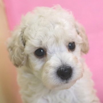 トイプードル(トイ)【山梨県・男の子・2024年6月13日・ホワイト】の写真「わんぱくムチムチボディ」