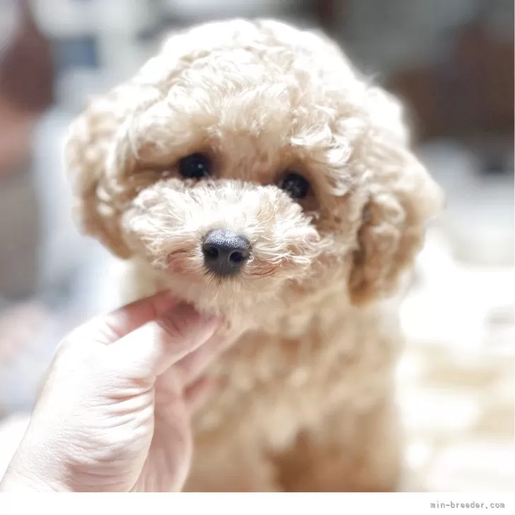 ID：2505-07434の子犬