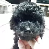 ティーカッププードル