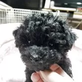 ティーカッププードル