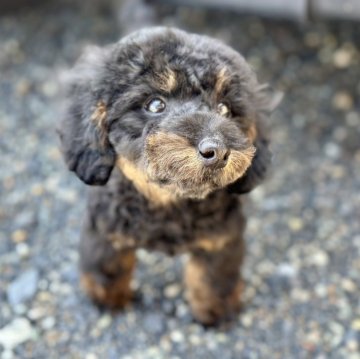 タイニープードル【岡山県・男の子・2023年12月28日・ブラックタン】の写真「珍しい毛色の短足くん。」