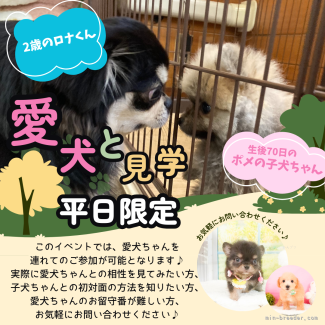 平日限定❢愛犬同伴の見学OK🐶｜矢込　晴菜(やごめ　はるな)ブリーダー(静岡県・トイプードルなど・JKC登録)の紹介写真3