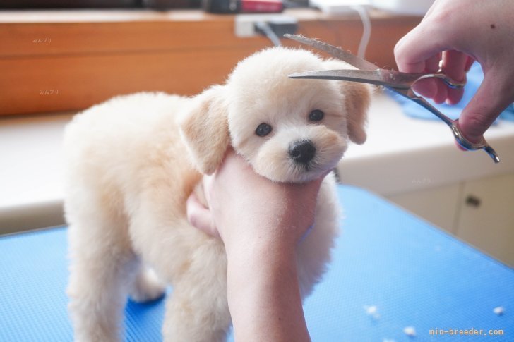 見学やお迎え前には専属トリマーがシャンプーやカットをした状態でご対面💖｜矢込　晴菜(やごめ　はるな)ブリーダー(静岡県・トイプードルなど・JKC登録)の紹介写真7