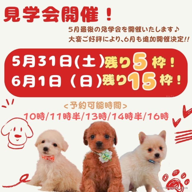 会澤勇気ブリーダーのブログ：🌸2日間連続開催🌸わんちゃんの見学会🐶