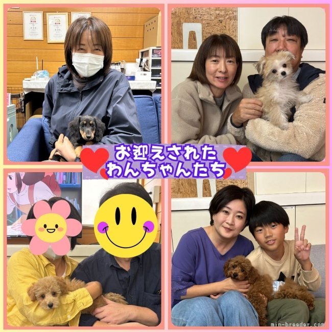 矢込晴菜ブリーダーのブログ:ワンちゃんたちがお迎えされました🐶✨