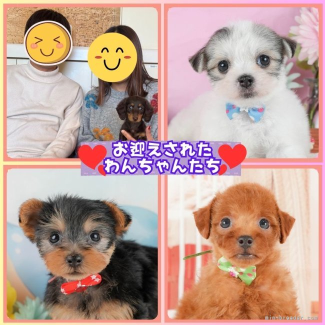 矢込晴菜ブリーダーのブログ：ワンちゃんたちがお迎えされました🐶✨