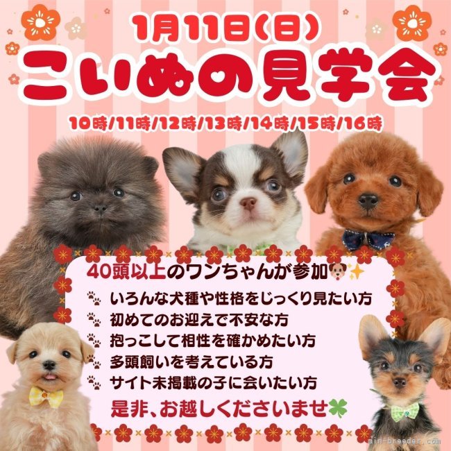 矢込晴菜ブリーダーのブログ：🎍【1月11日(日)開催】✨子犬の見学会のお知らせ🐶🎁
