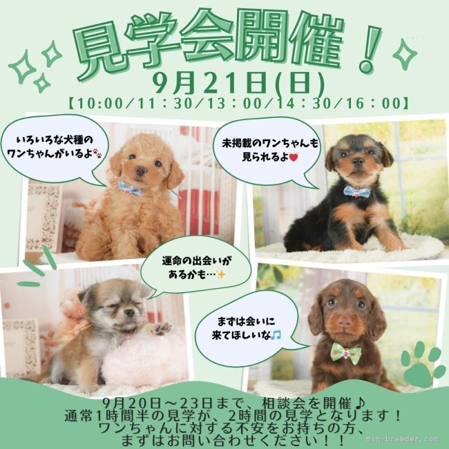 矢込晴菜ブリーダーのブログ：🌿✨シルバーウィーク特別企画✨🌿子犬の相談会＆見学会🐶💕