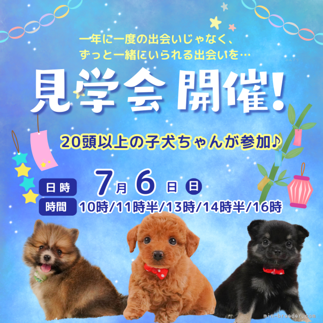 矢込晴菜ブリーダーのブログ：🌟残り5組🌟【七夕前チャンス！】わんちゃん見学に来ませんか🐶✨