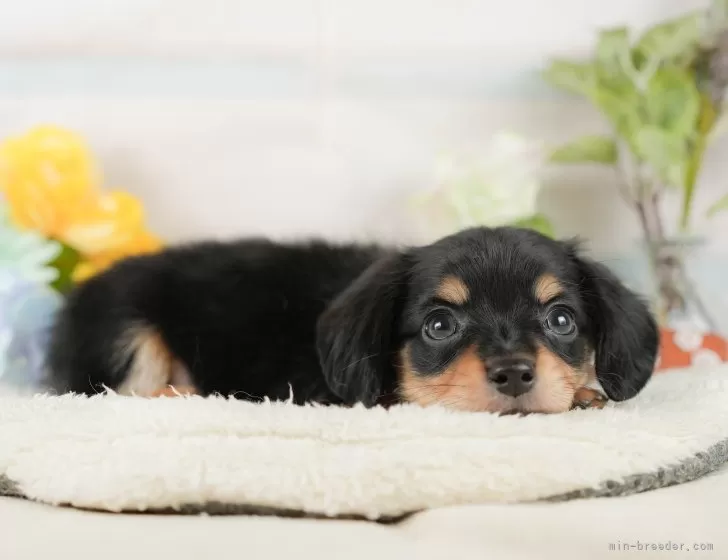 チワックス(チワワ×ダックスフンド)【静岡県・男の子・2025年8月