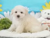 トイプードル(トイ)【静岡県・男の子・2025年5月2日・ホワイト】の写真10「🐶複数頭見学もOK🐶一回の見学で兄弟や他のワンちゃんも見学できます🎶」