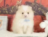 ポメラニアン【静岡県・男の子・2025年8月6日・クリーム】の写真12「🐶複数頭見学もOK🐶一回の見学で兄弟や他のワンちゃんも見学できます🎶」