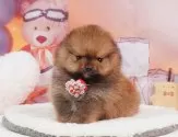 ポメラニアン【静岡県・男の子・2025年4月1日・オレンジセーブル】の写真9「🐶複数頭見学もOK🐶一回の見学で兄弟や他のワンちゃんも見学できます🎶」
