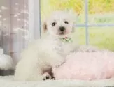 タイニープードル【静岡県・男の子・2025年6月11日・ホワイト】の写真9「🐶複数頭見学もOK🐶一回の見学で兄弟や他のワンちゃんも見学できます🎶」