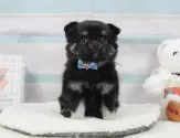 チワワ(ロング)【静岡県・女の子・2025年5月10日・ブラックタン&ホワイト】の写真10「🐶複数頭見学もOK🐶一回の見学で兄弟や他のワンちゃんも見学できます🎶」