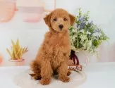 タイニープードル【静岡県・女の子・2025年3月2日・レッド】の写真10「🐶複数頭見学もOK🐶一回の見学で兄弟や他のワンちゃんも見学できます🎶」