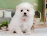 ポメマル(マルチーズ×ポメラニアン)【静岡県・男の子・2025年4月22日・クリーム】の写真12「🐶複数頭見学もOK🐶一回の見学で兄弟や他のワンちゃんも見学できます🎶」