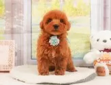 トイプードル(トイ)【静岡県・男の子・2025年4月6日・レッド】の写真10「🐶複数頭見学もOK🐶一回の見学で兄弟や他のワンちゃんも見学できます🎶」