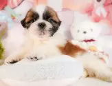シーズー【静岡県・男の子・2025年3月4日・ホワイト&ゴールド】の写真10「🐶複数頭見学もOK🐶一回の見学で兄弟や他のワンちゃんも見学できます🎶」