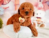 トイプードル(トイ)【静岡県・女の子・2025年3月3日・レッド】の写真11「🐶複数頭見学もOK🐶一回の見学で兄弟や他のワンちゃんも見学できます🎶」