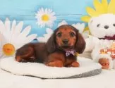 ミニチュアダックスフンド(ロング)【静岡県・女の子・2025年4月4日・シェーデッドレッド】の写真10「🐶複数頭見学もOK🐶一回の見学で兄弟や他のワンちゃんも見学できます🎶」