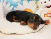 ミニチュアダックスフンド(ロング)【静岡県・女の子・2025年4月7日・ブラック&タン】の写真10「🐶複数頭見学もOK🐶一回の見学で兄弟や他のワンちゃんも見学できます🎶」