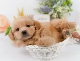 ペキプー(ペキニーズ×トイプードル)【静岡県・男の子・2025年3月9日・レッド】の写真10「🐶複数頭見学もOK🐶一回の見学で兄弟や他のワンちゃんも見学できます🎶」