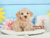 マルプー(マルチーズ×トイプードル)【静岡県・女の子・2025年5月31日・アプリコット】の写真10「🐶複数頭見学もOK🐶一回の見学で兄弟や他のワンちゃんも見学できます🎶」