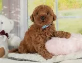 トイプードル(トイ)【静岡県・男の子・2025年6月25日・レッド】の写真10「🐶複数頭見学もOK🐶一回の見学で兄弟や他のワンちゃんも見学できます🎶」