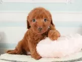 トイプードル(トイ)【静岡県・男の子・2025年8月2日・レッド】の写真12「🐶複数頭見学もOK🐶一回の見学で兄弟や他のワンちゃんも見学できます🎶」
