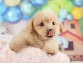 ポメプー(ポメラニアン×トイプードル)【静岡県・男の子・2025年5月23日・クリーム】の写真10「🐶複数頭見学もOK🐶一回の見学で兄弟や他のワンちゃんも見学できます🎶」