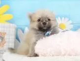 ポメラニアン【静岡県・男の子・2025年6月9日・ウルフセーブル】の写真10「🐶複数頭見学もOK🐶一回の見学で兄弟や他のワンちゃんも見学できます🎶」