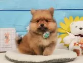 ポメラニアン【静岡県・男の子・2025年4月5日・オレンジ】の写真10「🐶複数頭見学もOK🐶一回の見学で兄弟や他のワンちゃんも見学できます🎶」